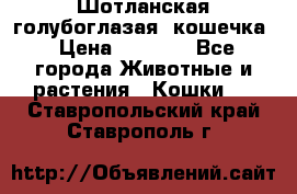 Шотланская голубоглазая  кошечка › Цена ­ 5 000 - Все города Животные и растения » Кошки   . Ставропольский край,Ставрополь г.